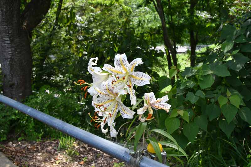 池の川テニスコート西側