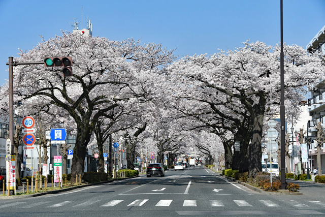 平和通りの桜