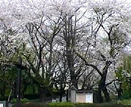 正門の桜