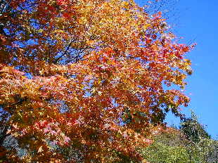 登山道の紅葉