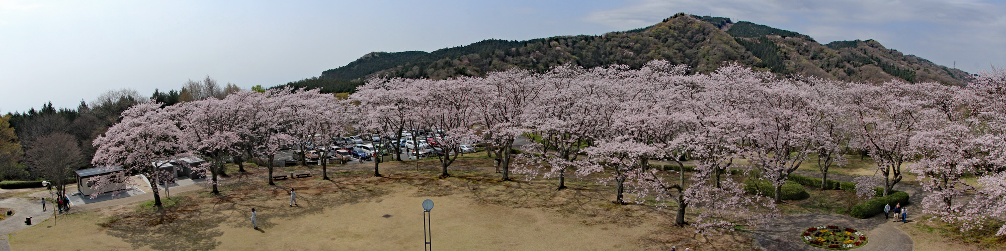 パノラマ公園展望台下のソメイヨシノ桜