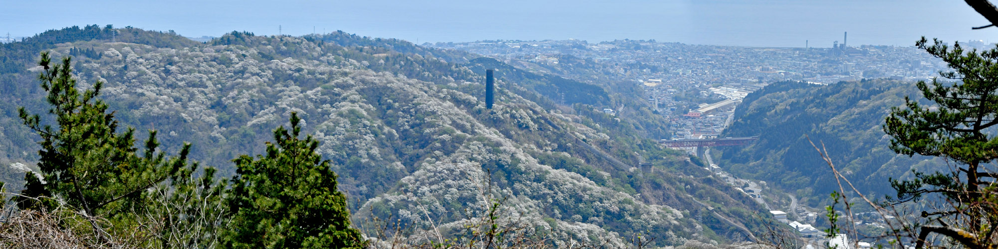 神峰山・大島桜