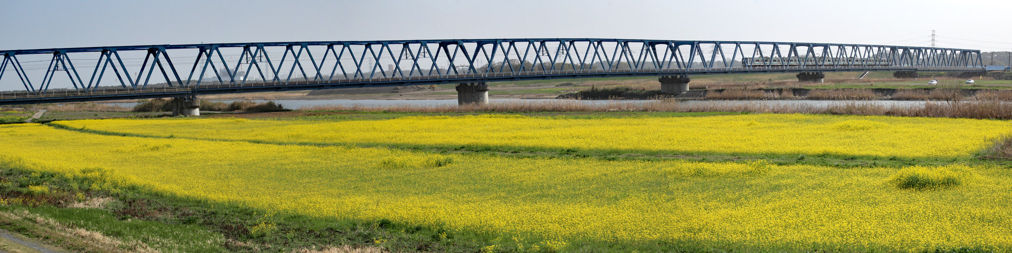 久慈川の菜の花