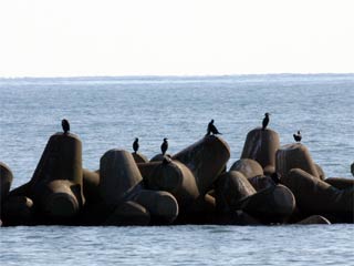 海鵜