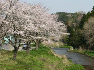 豊浦工場横のサクラ