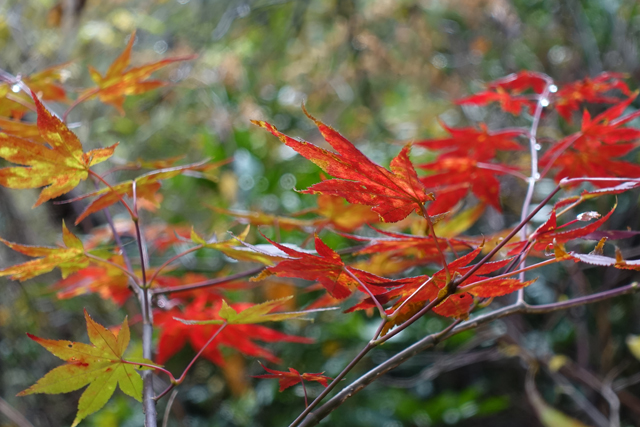 紅葉