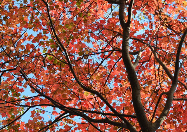 ウリハダカエデの紅葉