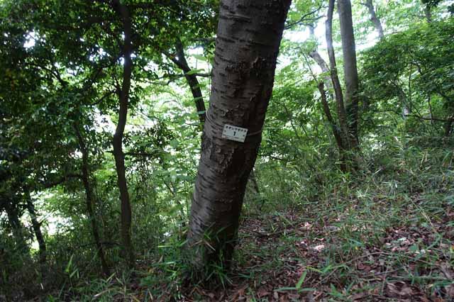 鞍掛山桜１番